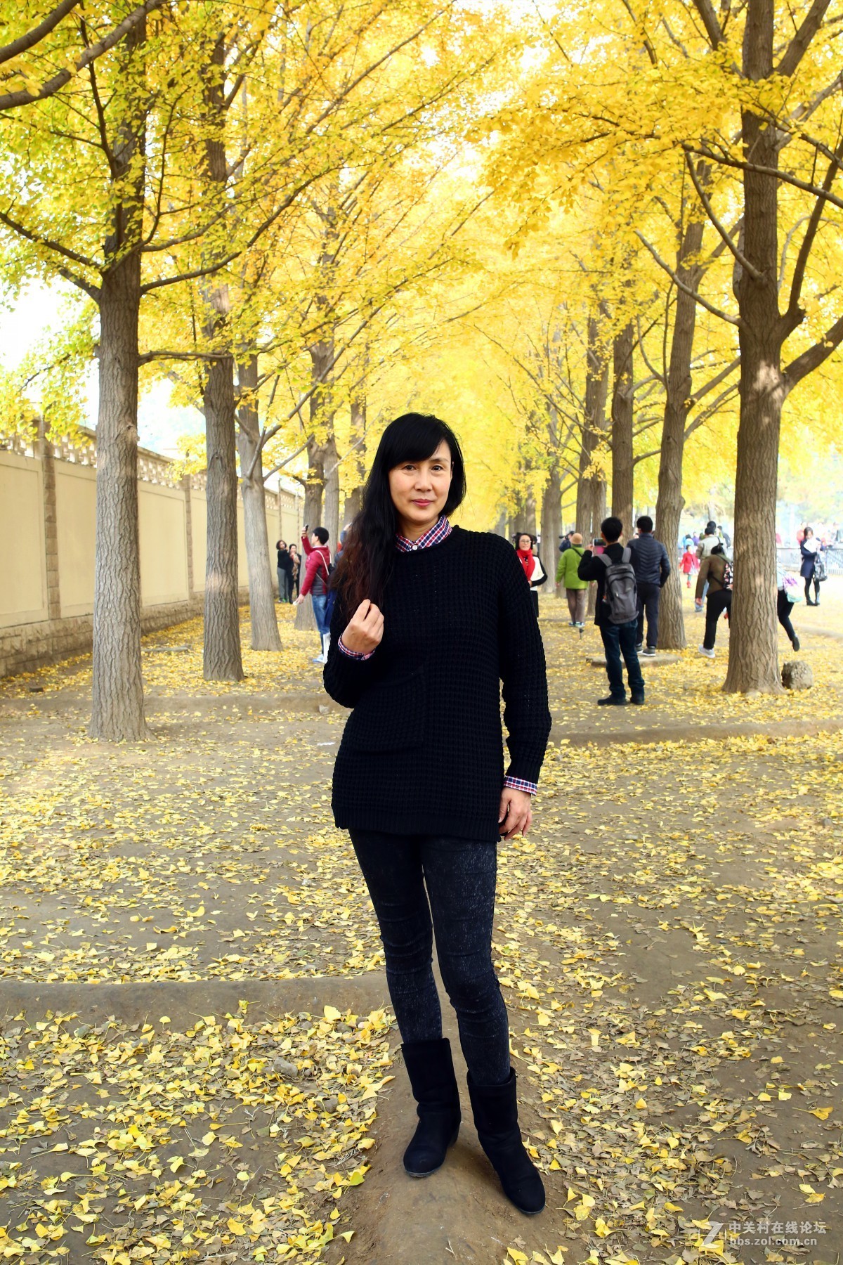 秋天的银杏黄