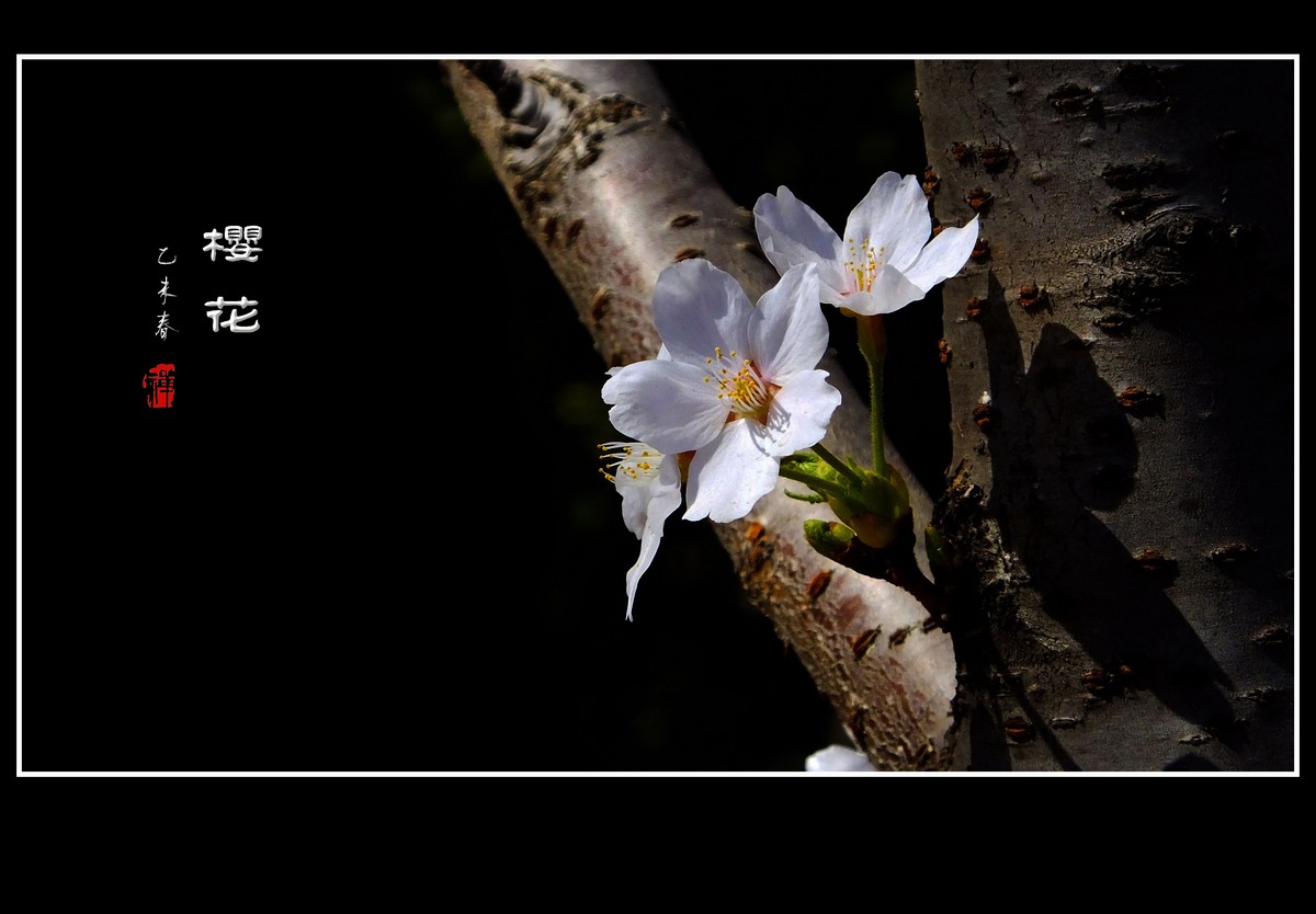 淡雅的樱花
