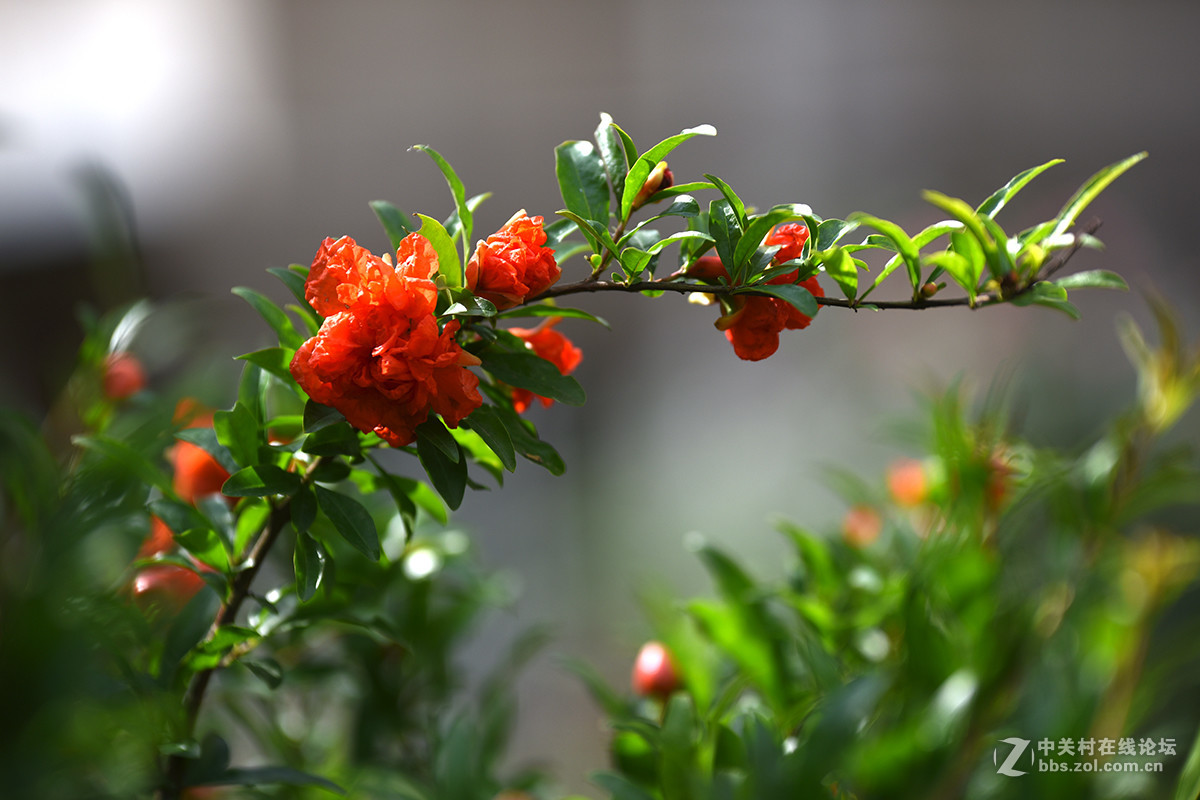 【2016】058---石榴花拍摄及怪象-中关村在线摄影论坛