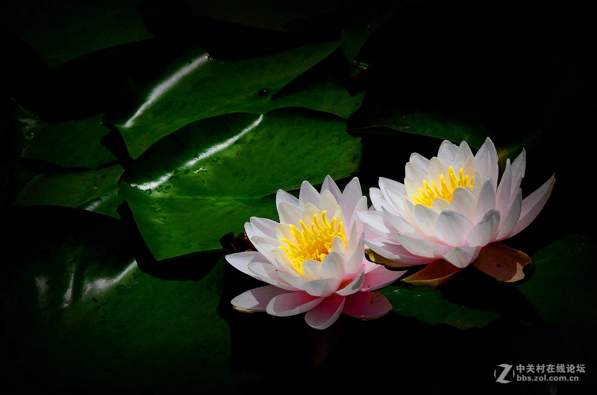 #版主坐堂# 牡丹江星空(中国)（7和8月份）精华精选