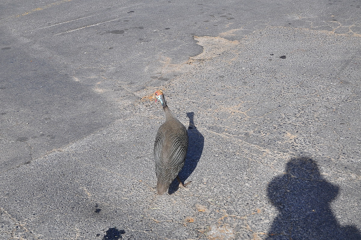 南非之旅（11）信息山