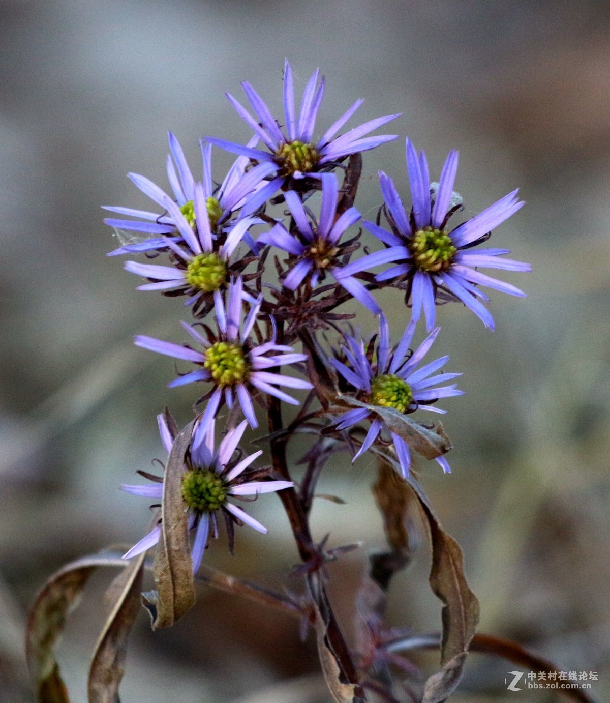 初冬大东北罕见的盛开野生花