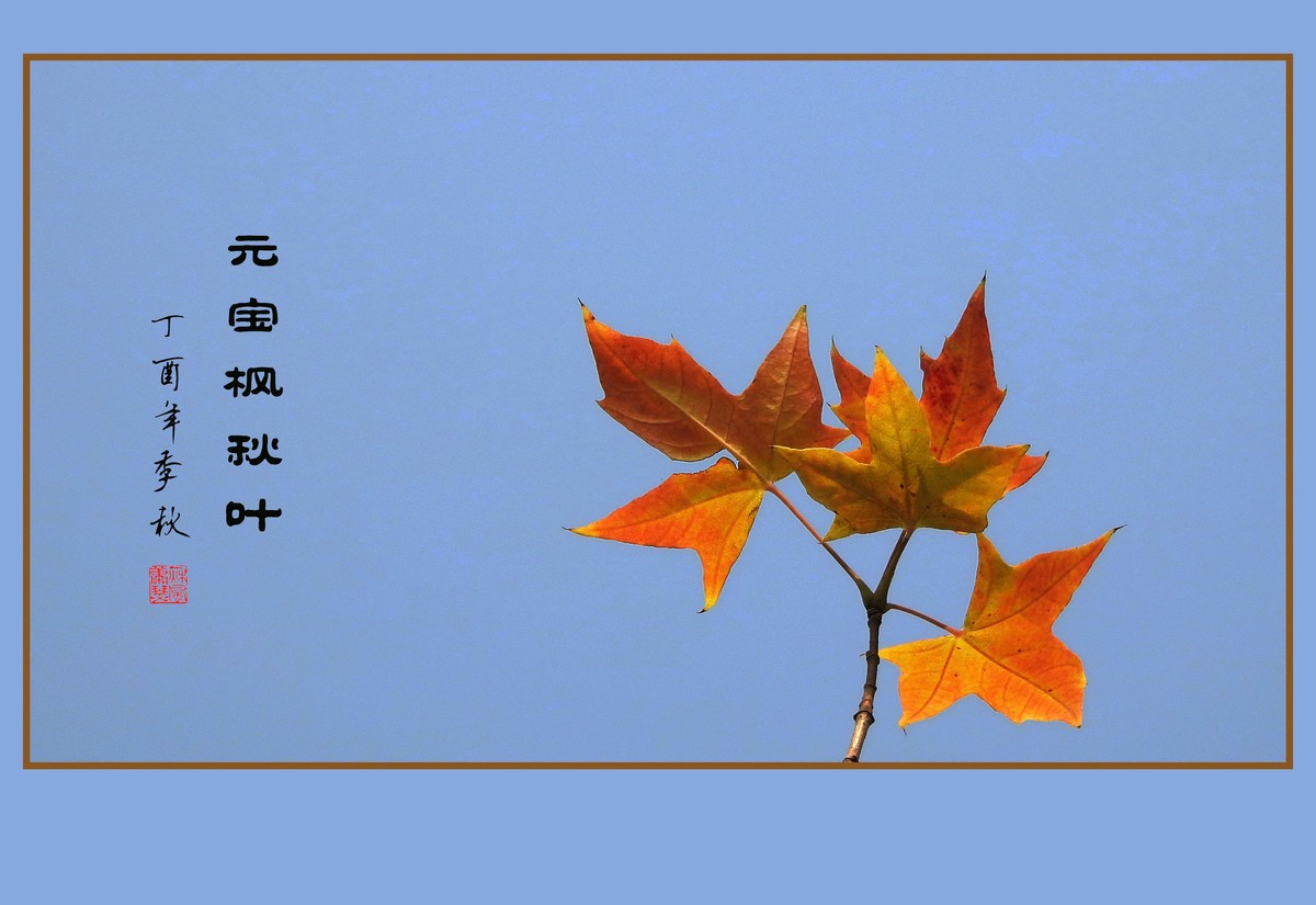 霜重色欲浓元宝枫秋叶