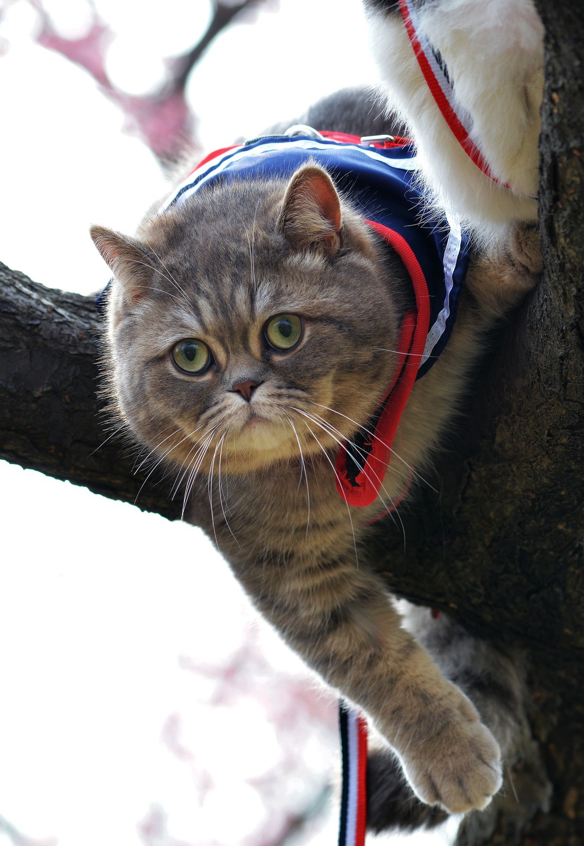 公园里拍家猫