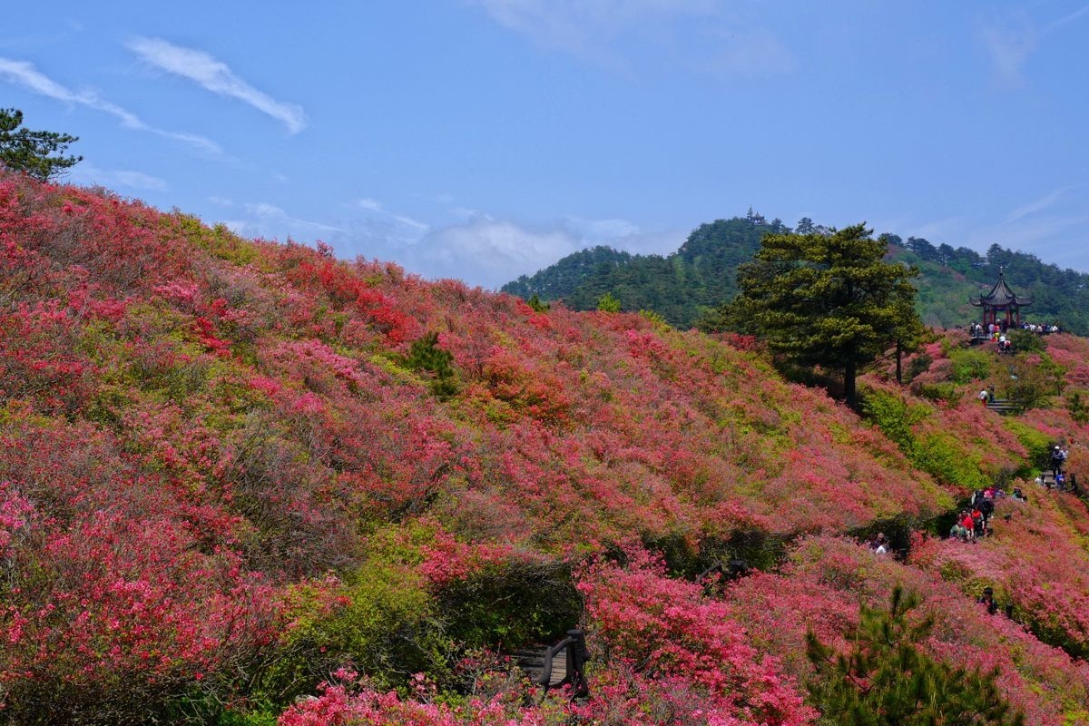 映山紅