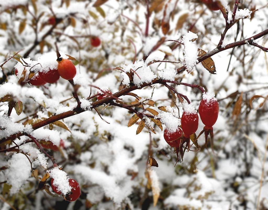游离了很久发几片问候好友
