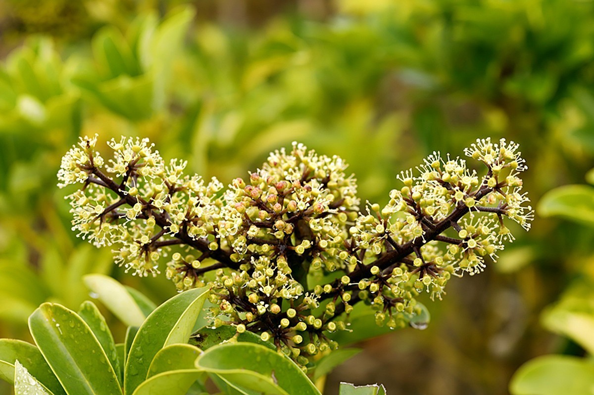 冬季里鹅掌柴开花