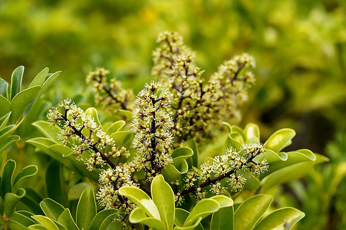 冬季里鹅掌柴开花