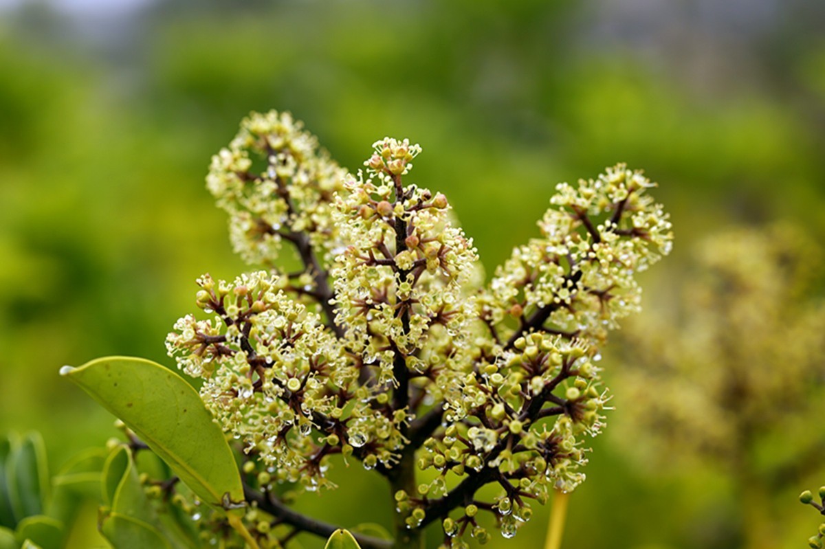 冬季里鹅掌柴开花