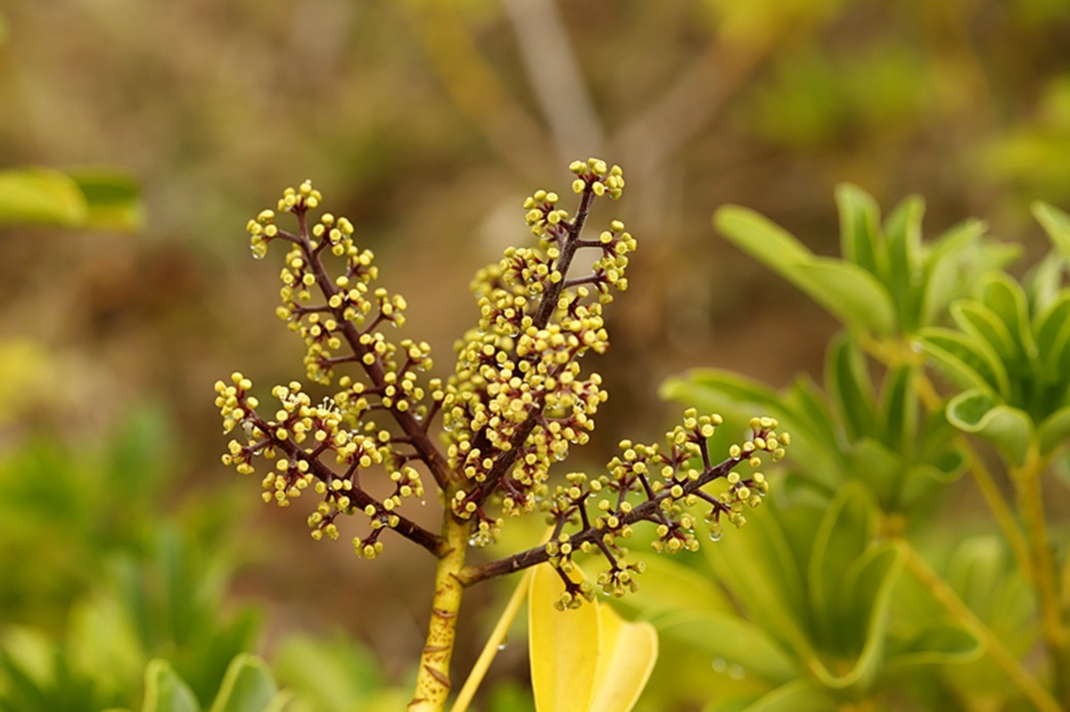 冬季里鹅掌柴开花