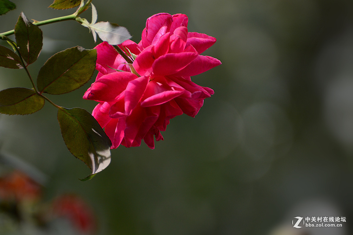 #版主坐堂# 小五星空(中国)2016年1月精品荟萃