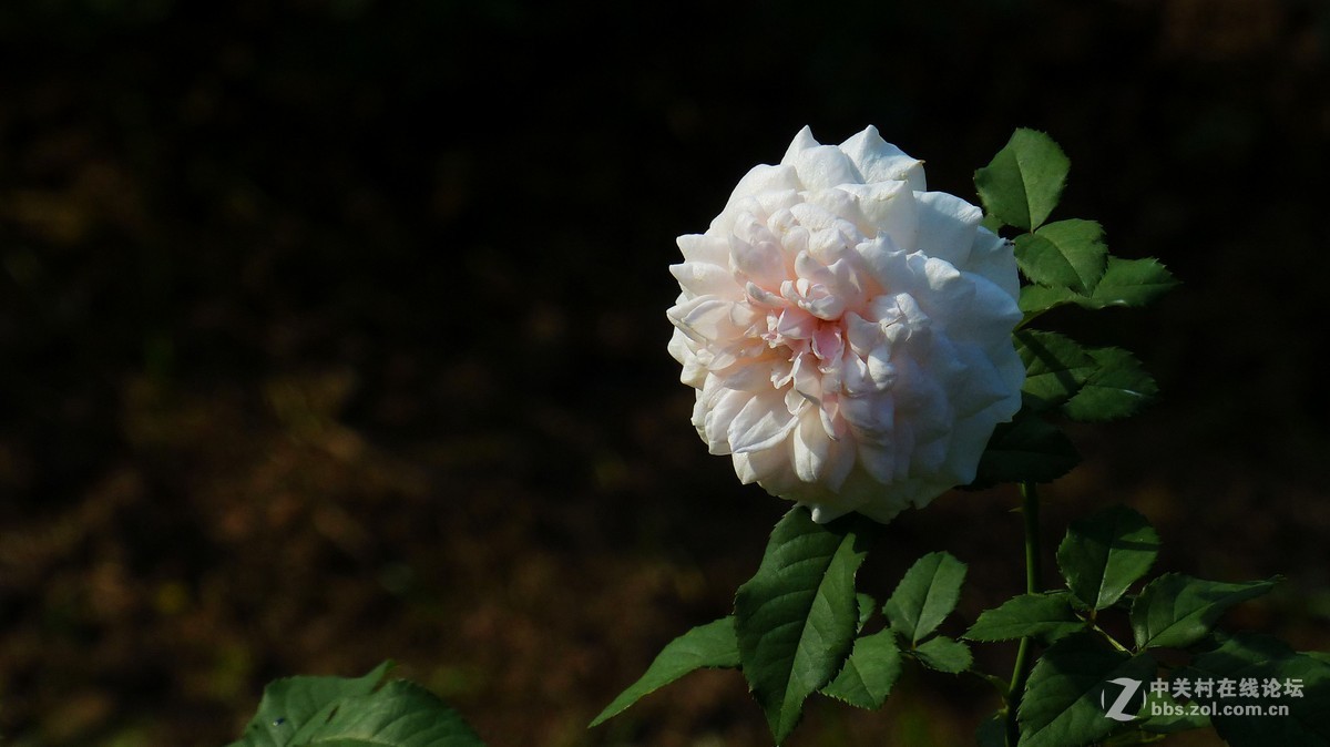 #版主坐堂# 小五星空(中国)2016年1月精品荟萃