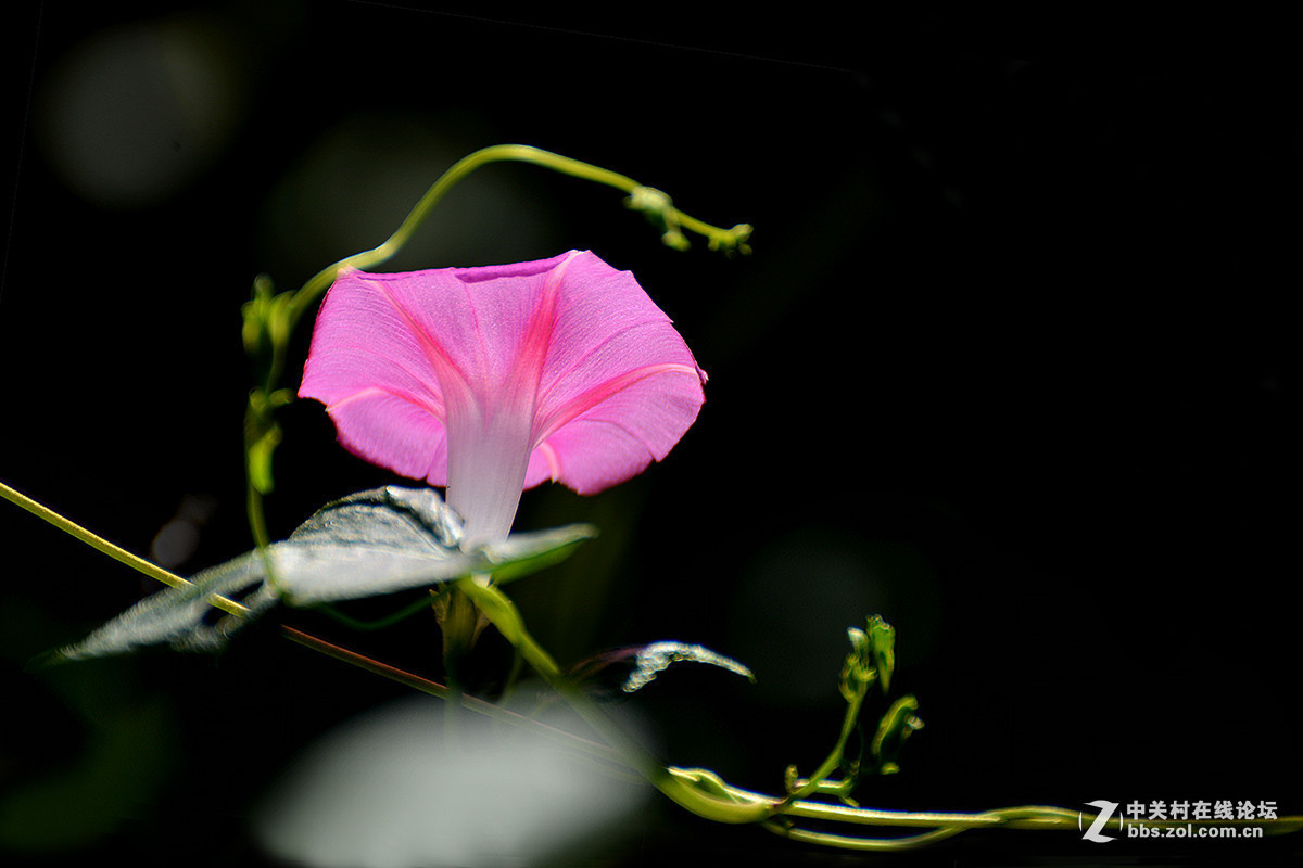 #版主坐堂# 小五星空(中国)2016年1月精品荟萃