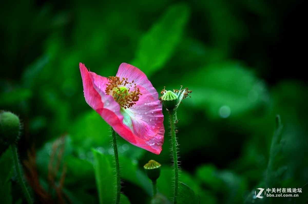 #版主坐堂# 小五星空(中国)2016年1月精品荟萃