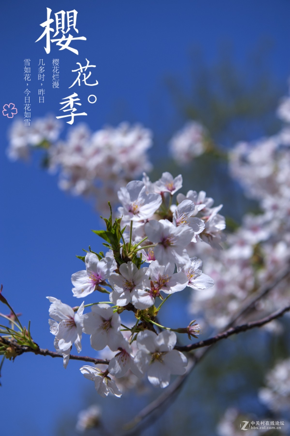 北京玉渊潭樱花