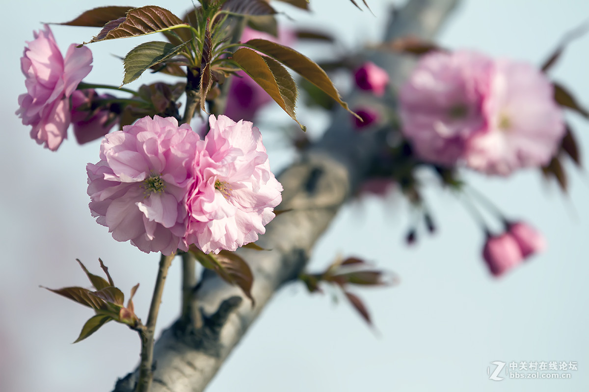 一组樱花………