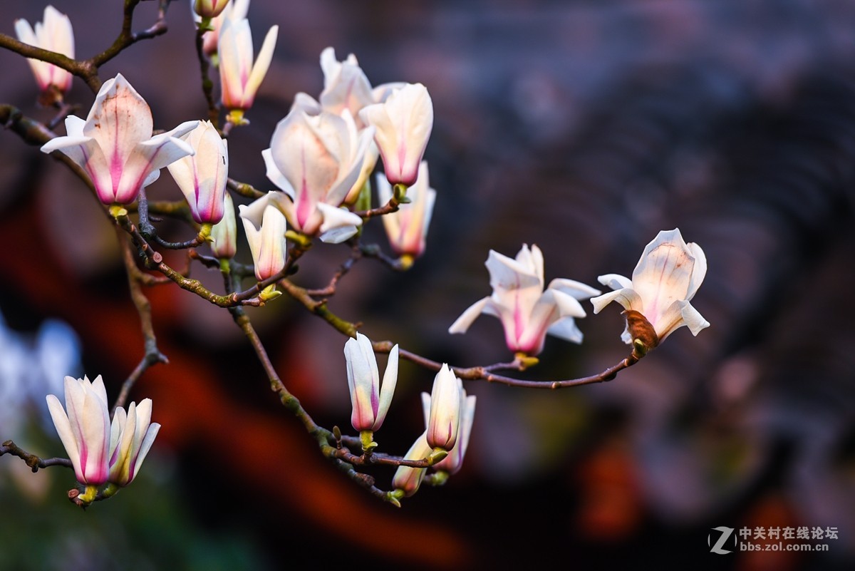 花之焦外，衬托其美