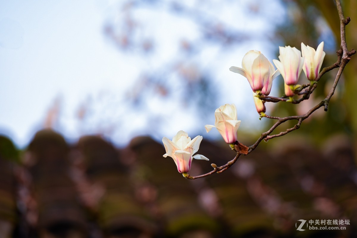 花之焦外，衬托其美