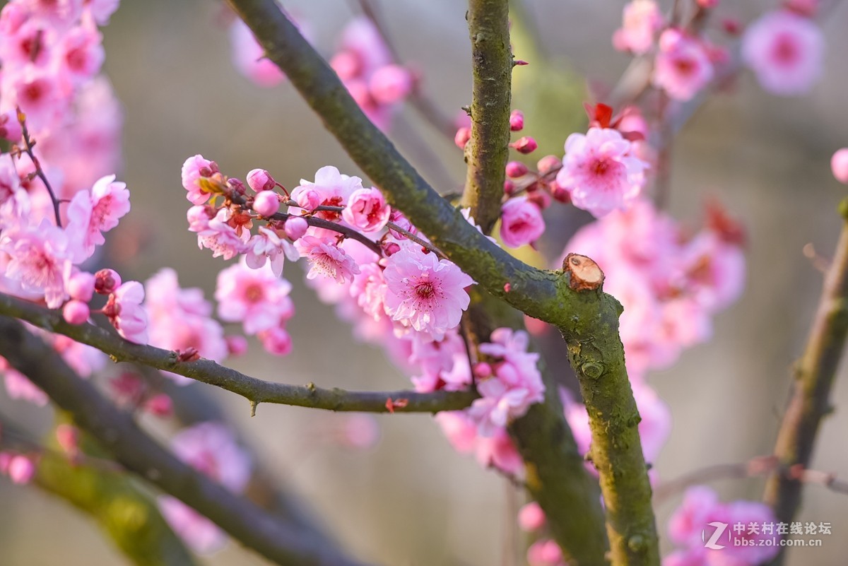 花之焦外，衬托其美