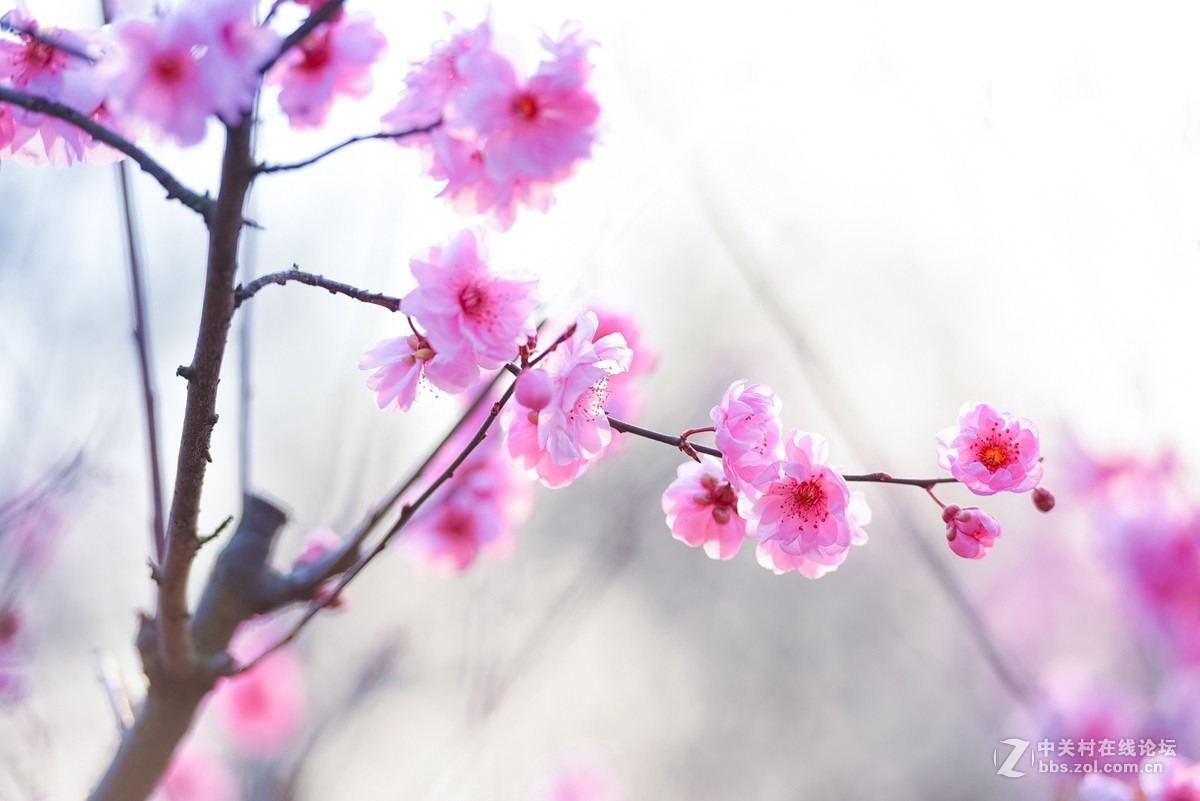 花之焦外，衬托其美