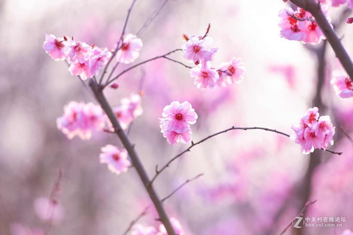 花之焦外，衬托其美