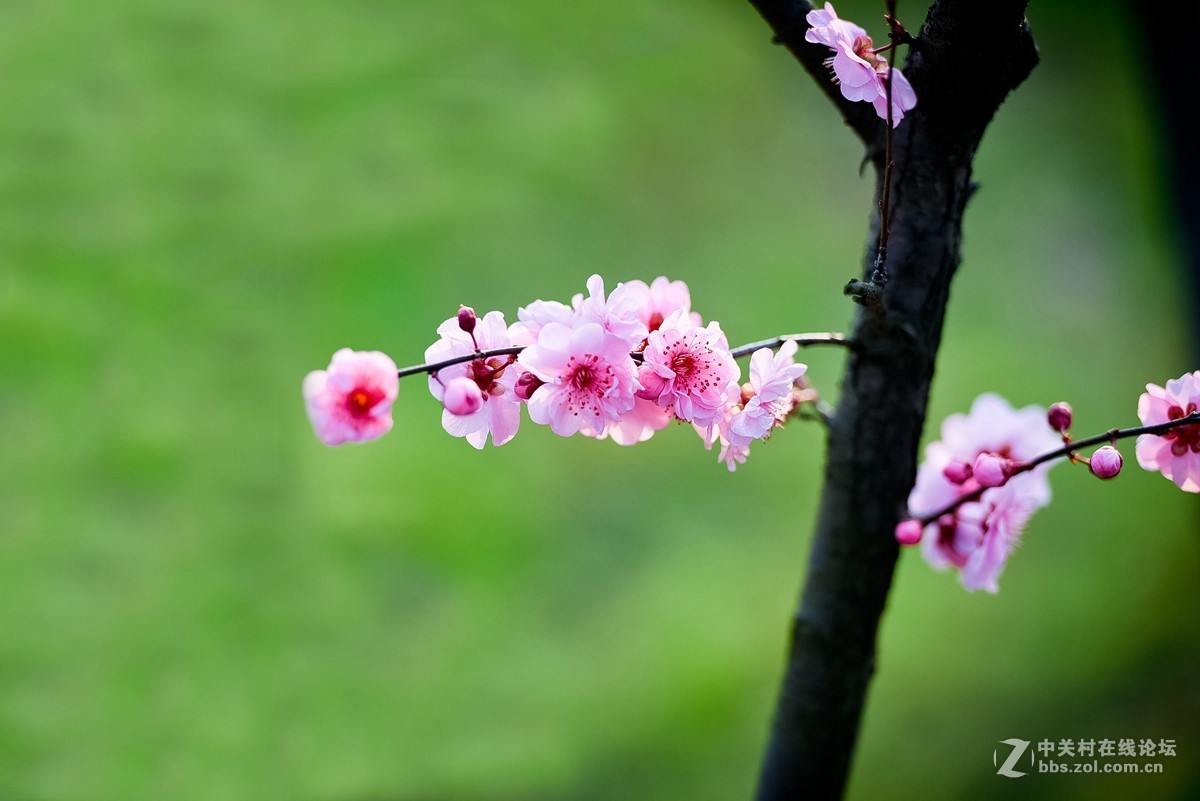 花之焦外，衬托其美