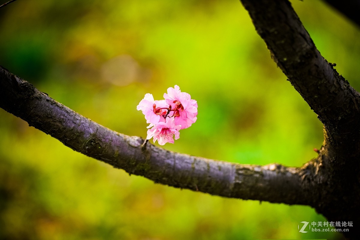 花之焦外，衬托其美