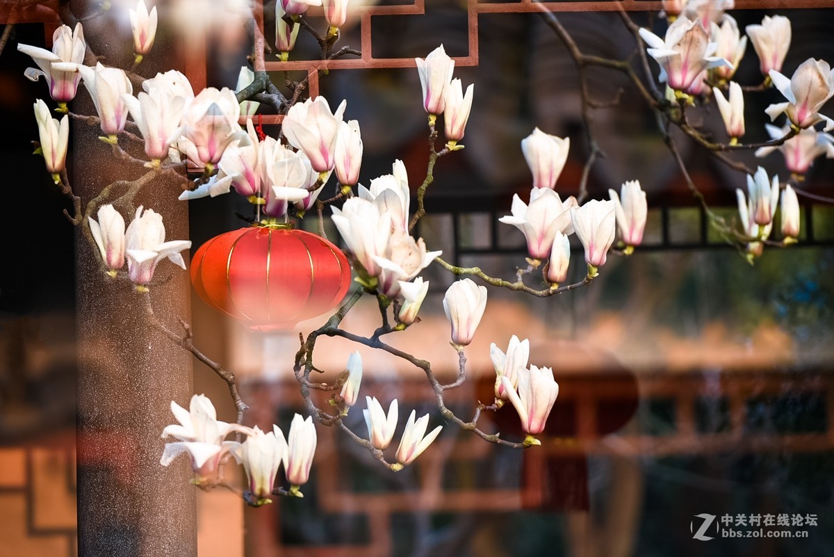 花之焦外，衬托其美