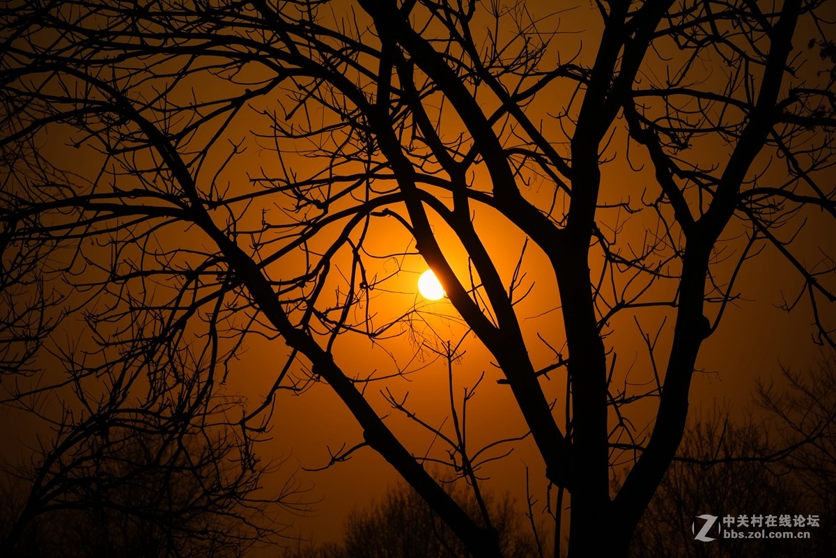 花之焦外，衬托其美