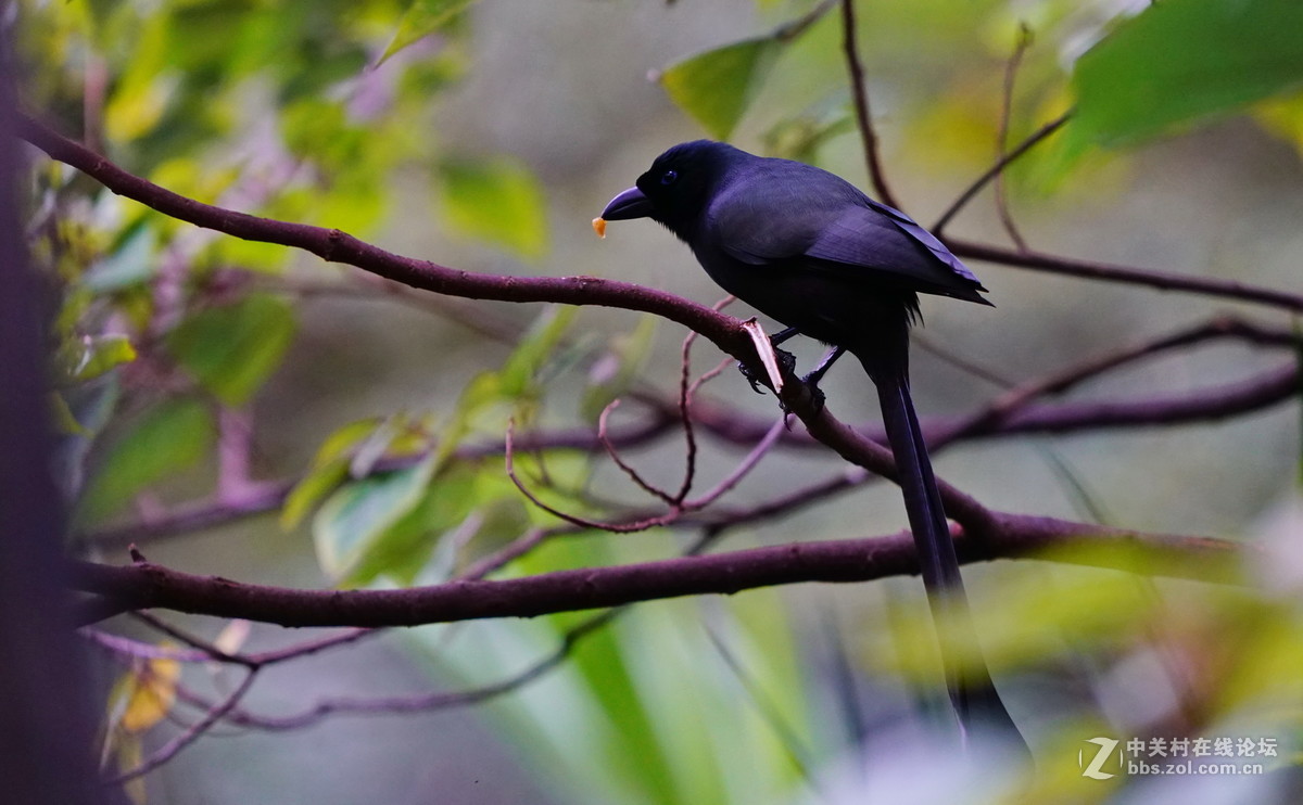 香港公园尤德观鸟园8盘尾树鹊