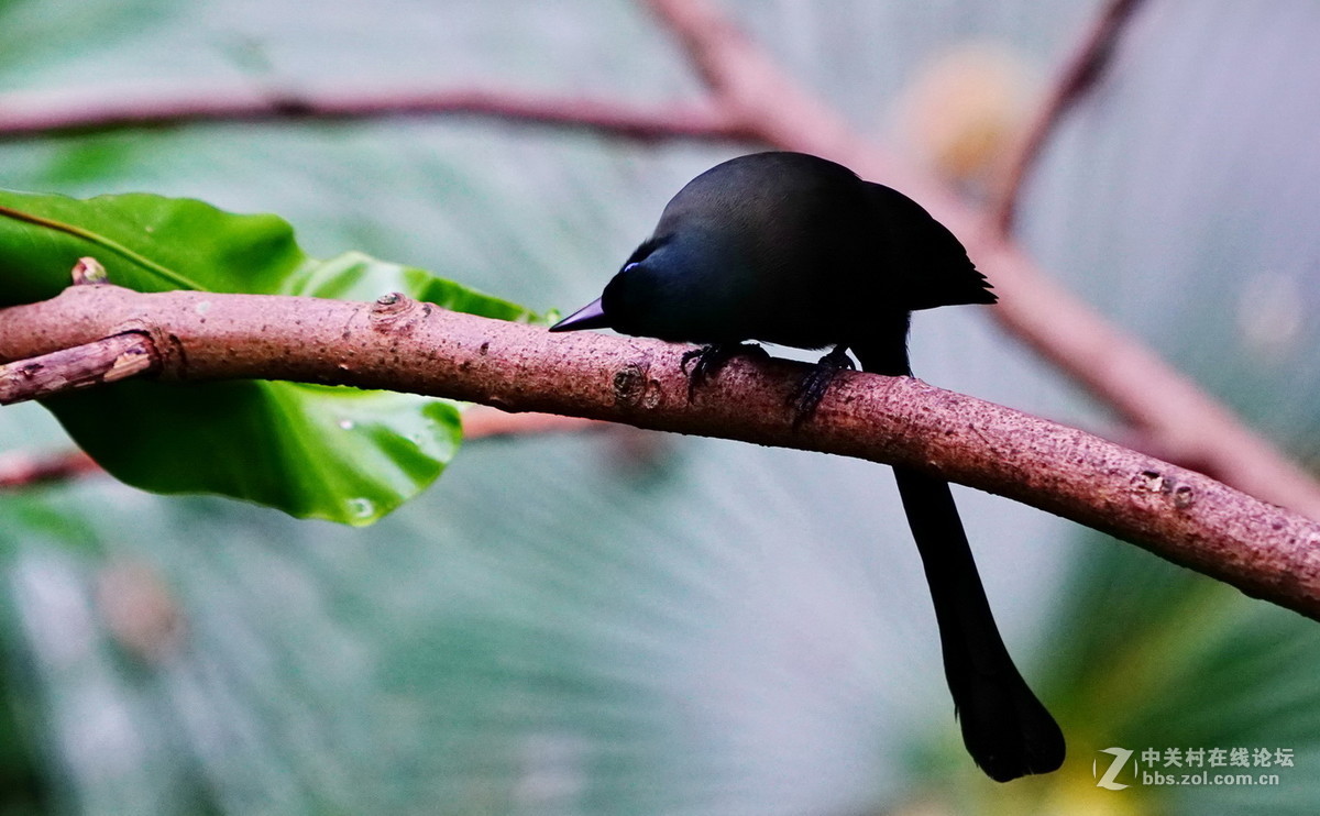 香港公园尤德观鸟园8盘尾树鹊