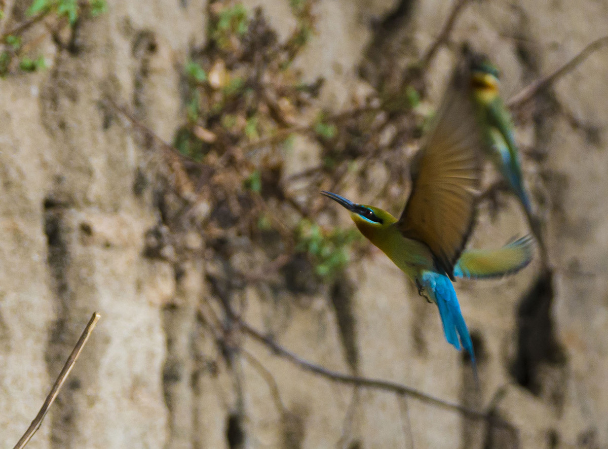 【栗喉蜂虎】---珍稀鸟类拍摄习作