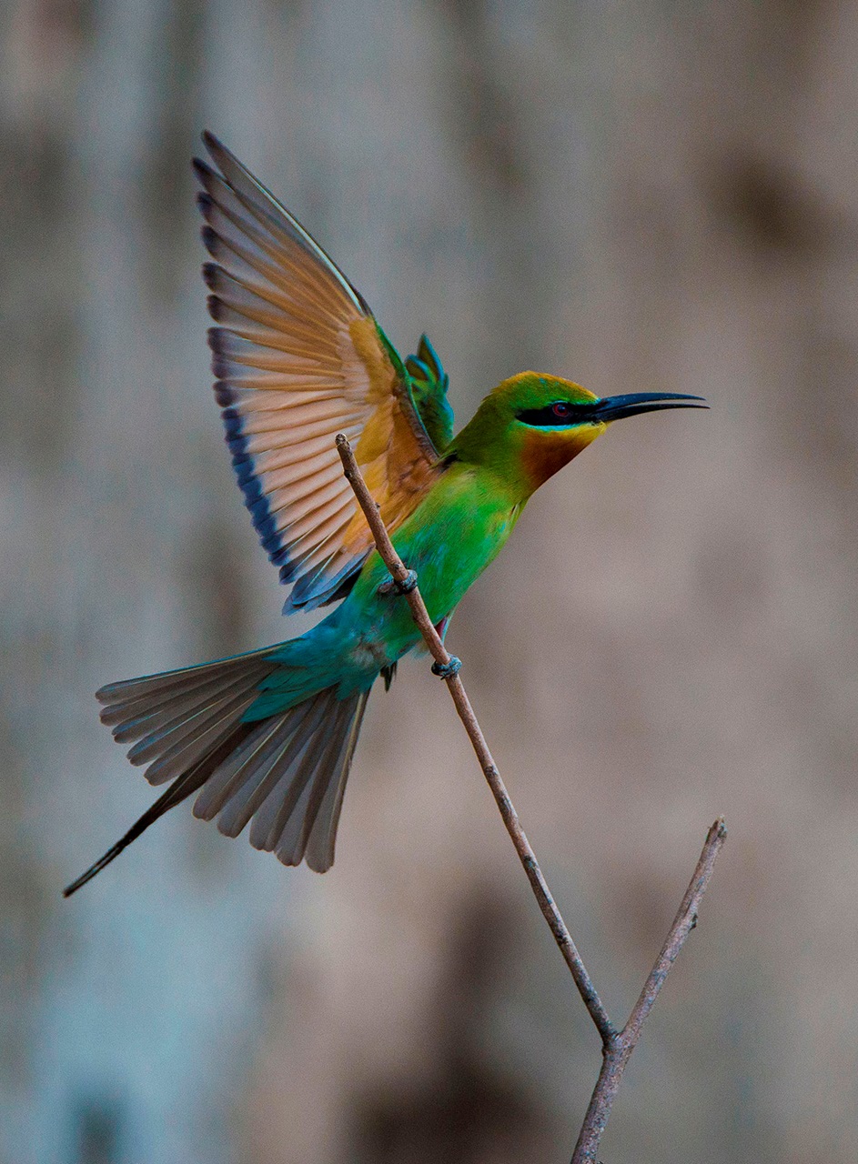 【栗喉蜂虎】---珍稀鸟类拍摄习作