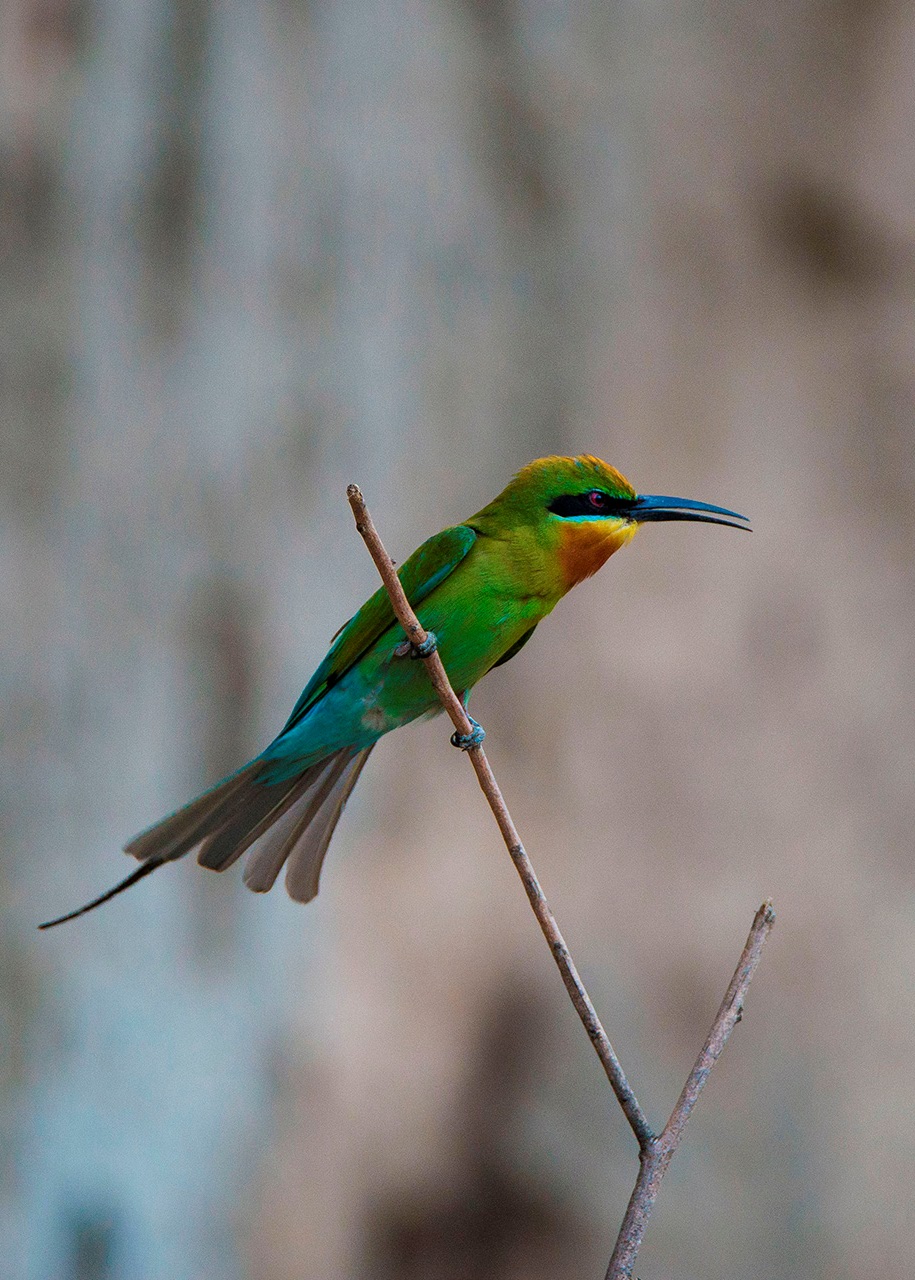 【栗喉蜂虎】---珍稀鸟类拍摄习作