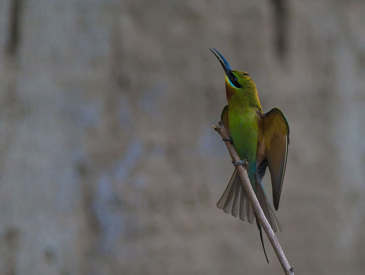 【栗喉蜂虎】---珍稀鸟类拍摄习作