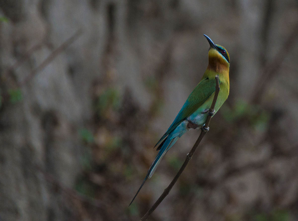 【栗喉蜂虎】---珍稀鸟类拍摄习作