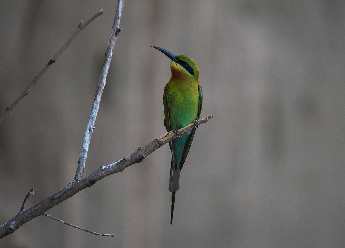 【栗喉蜂虎】---珍稀鸟类拍摄习作