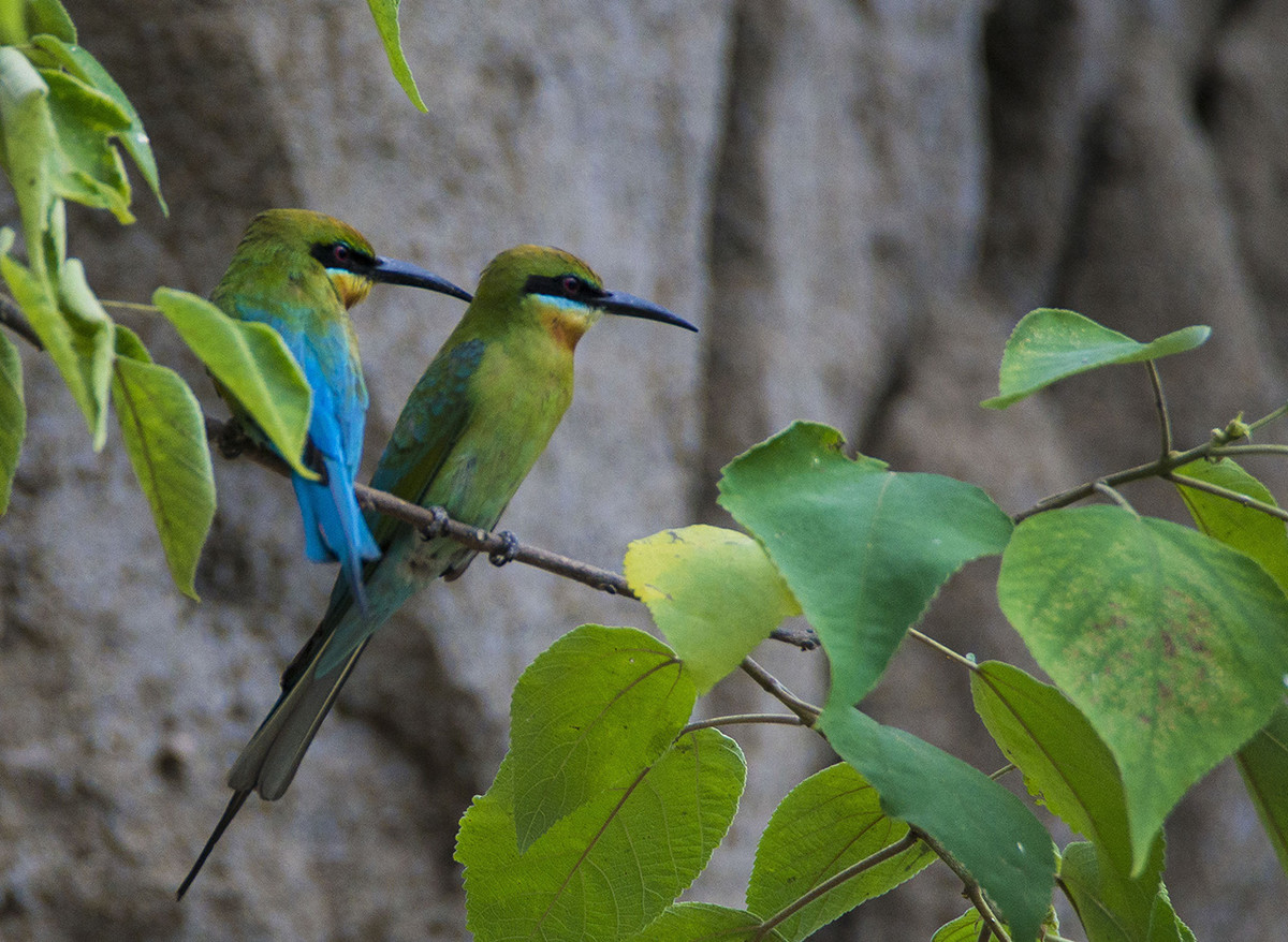 【栗喉蜂虎】---珍稀鸟类拍摄习作