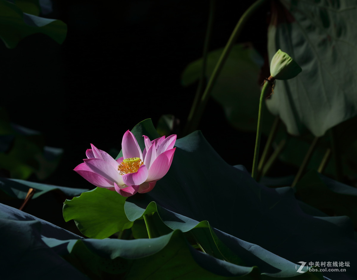 拍荷花