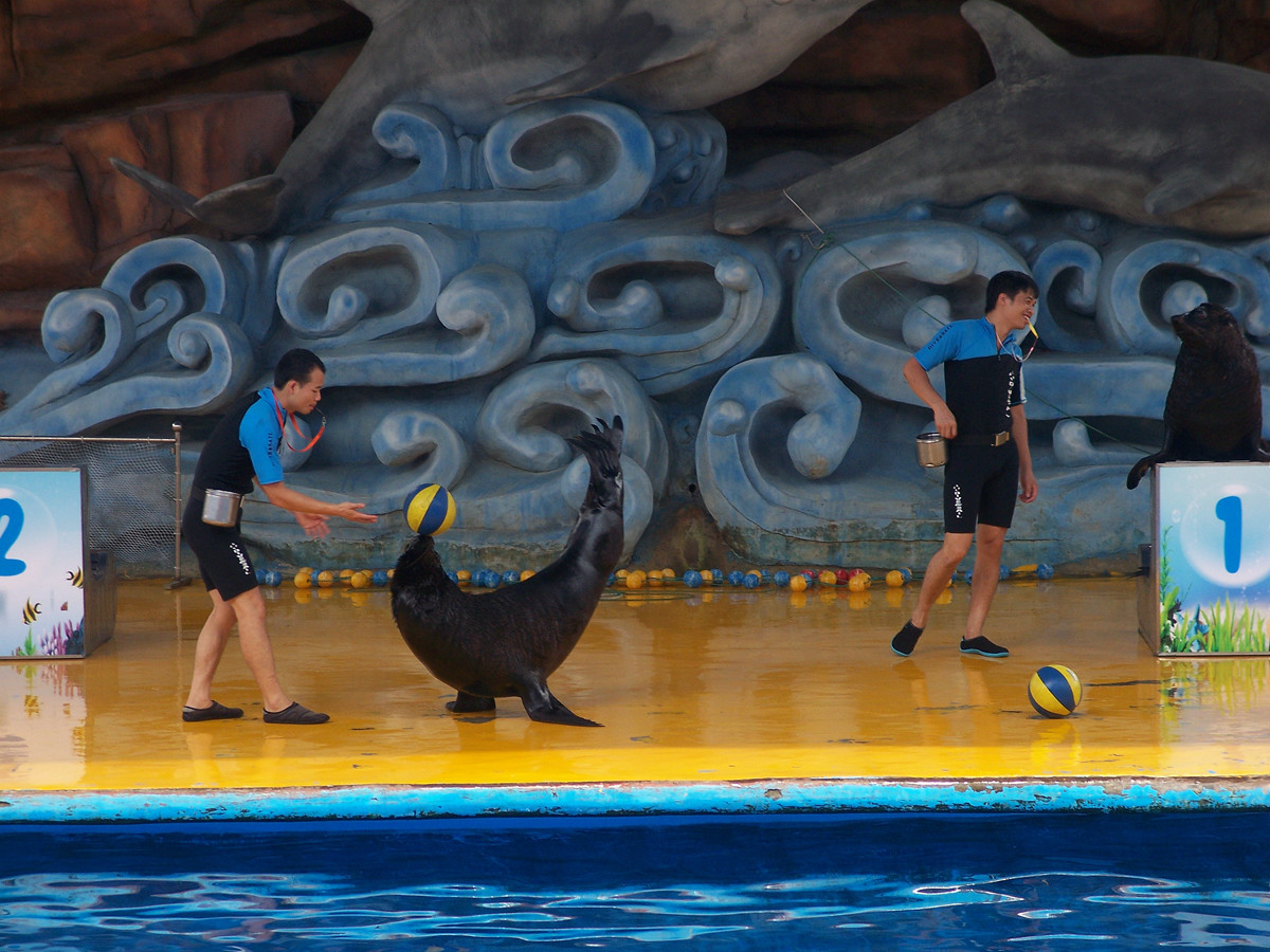 海洋馆里的表演（多图））