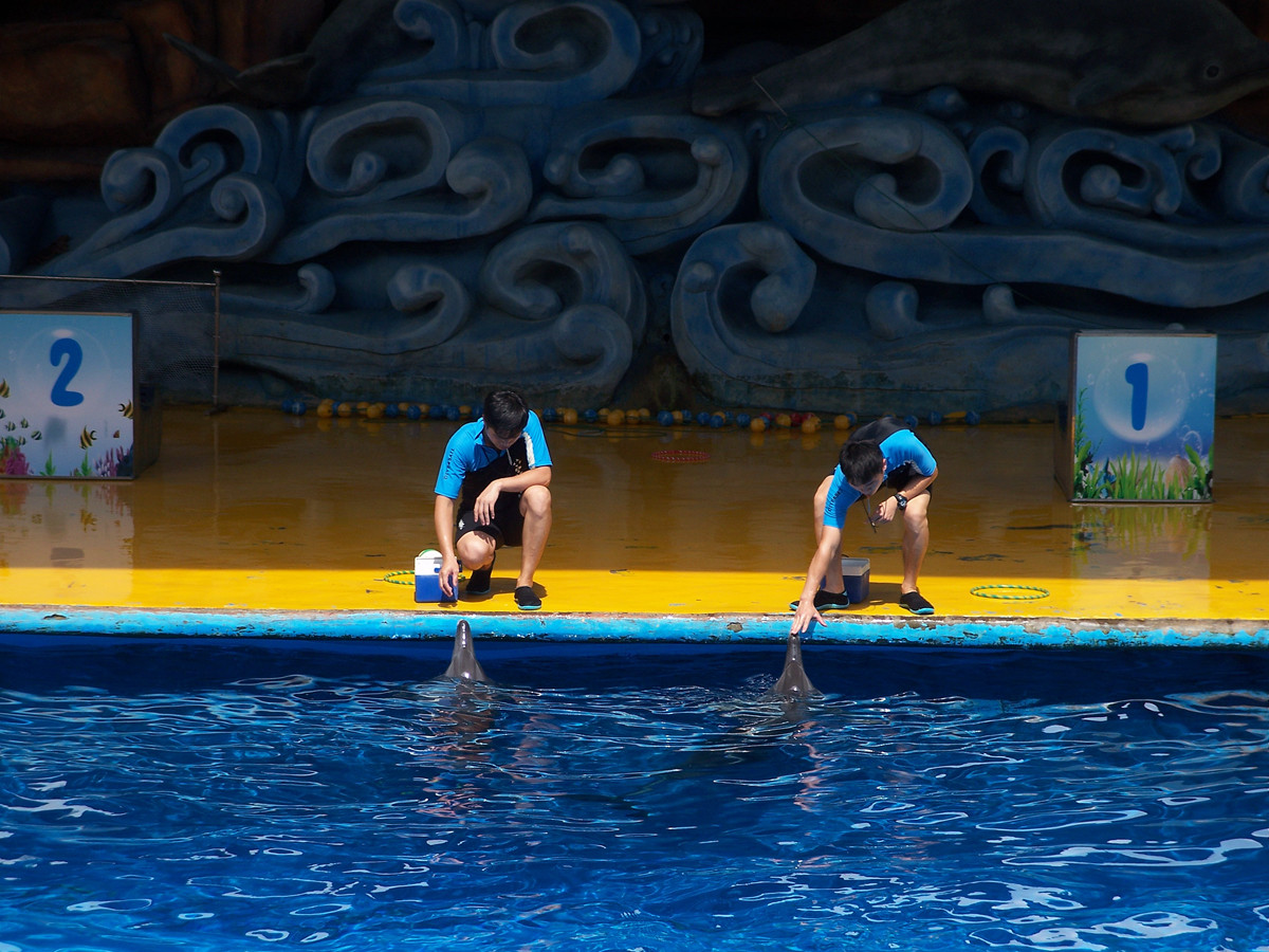 海洋馆里的表演（多图））