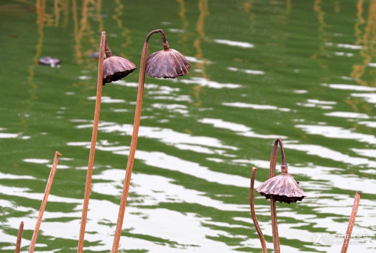 奥林帕斯E-M5II、松下14—140镜头