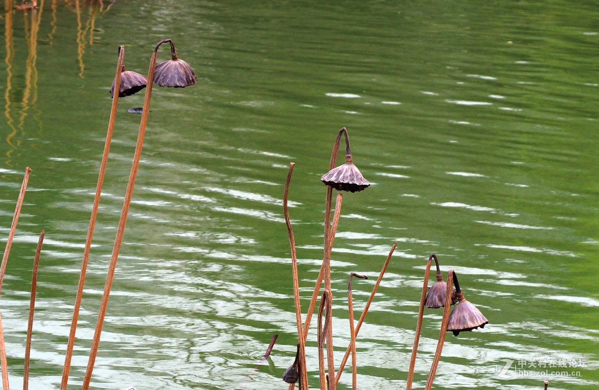 奥林帕斯E-M5II、松下14—140镜头