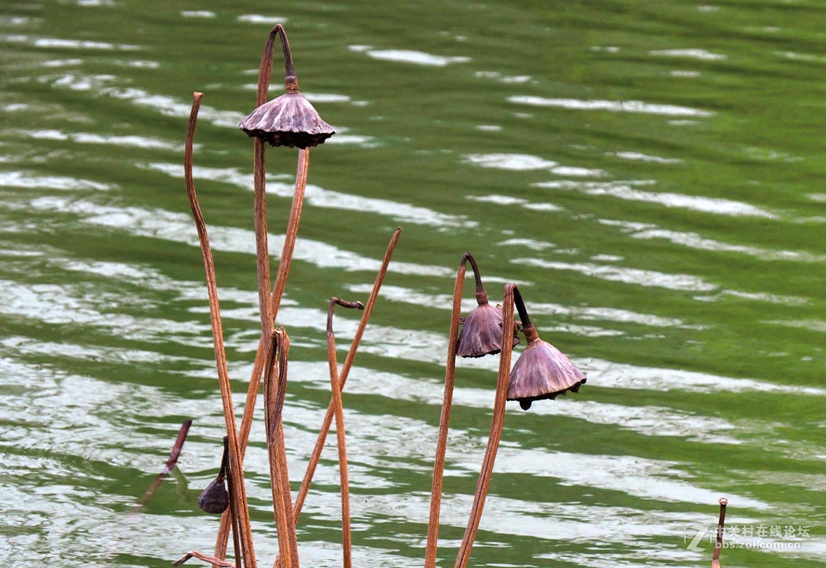 奥林帕斯E-M5II、松下14—140镜头