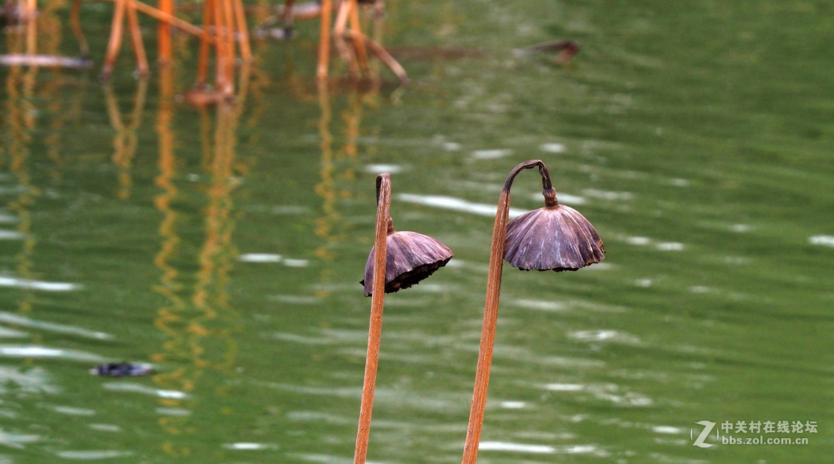 奥林帕斯E-M5II、松下14—140镜头