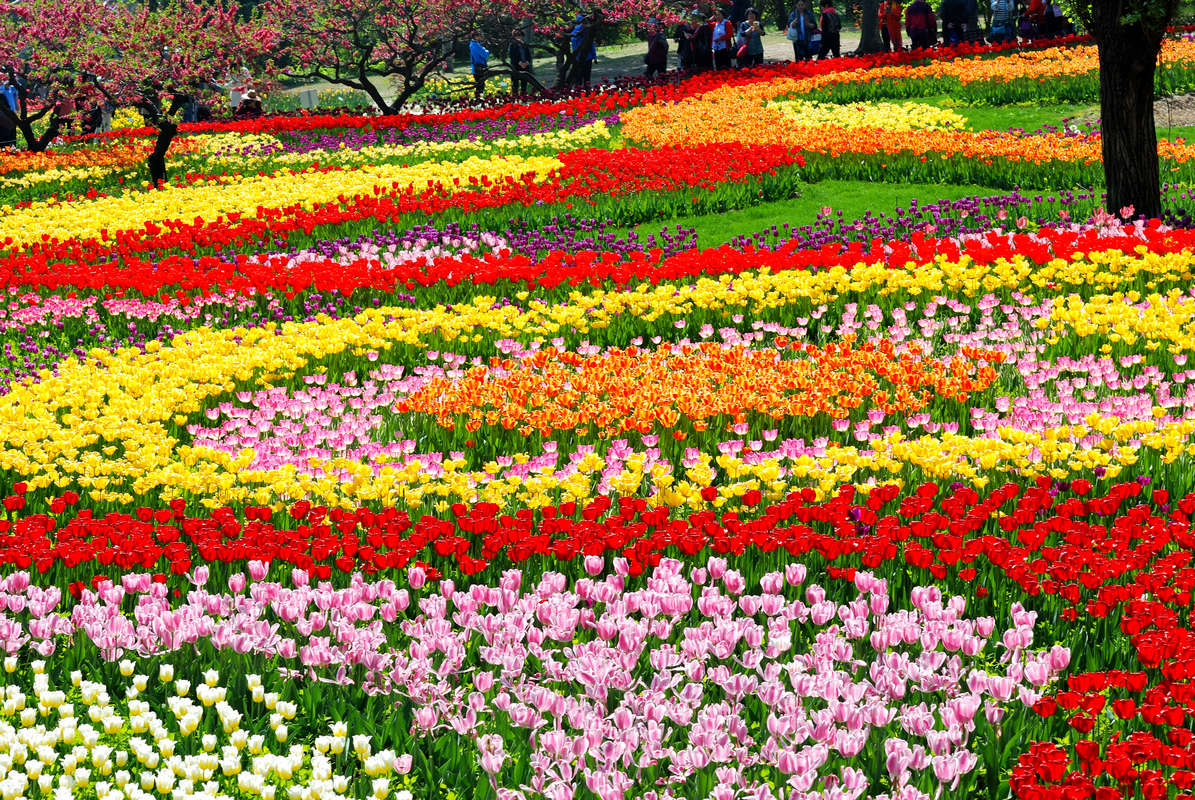 香山植物园看花