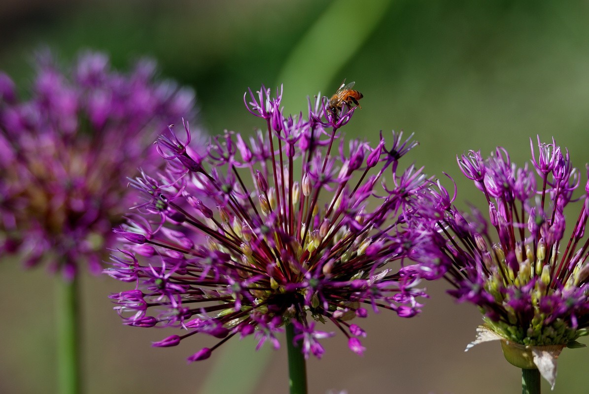 香山植物园看花