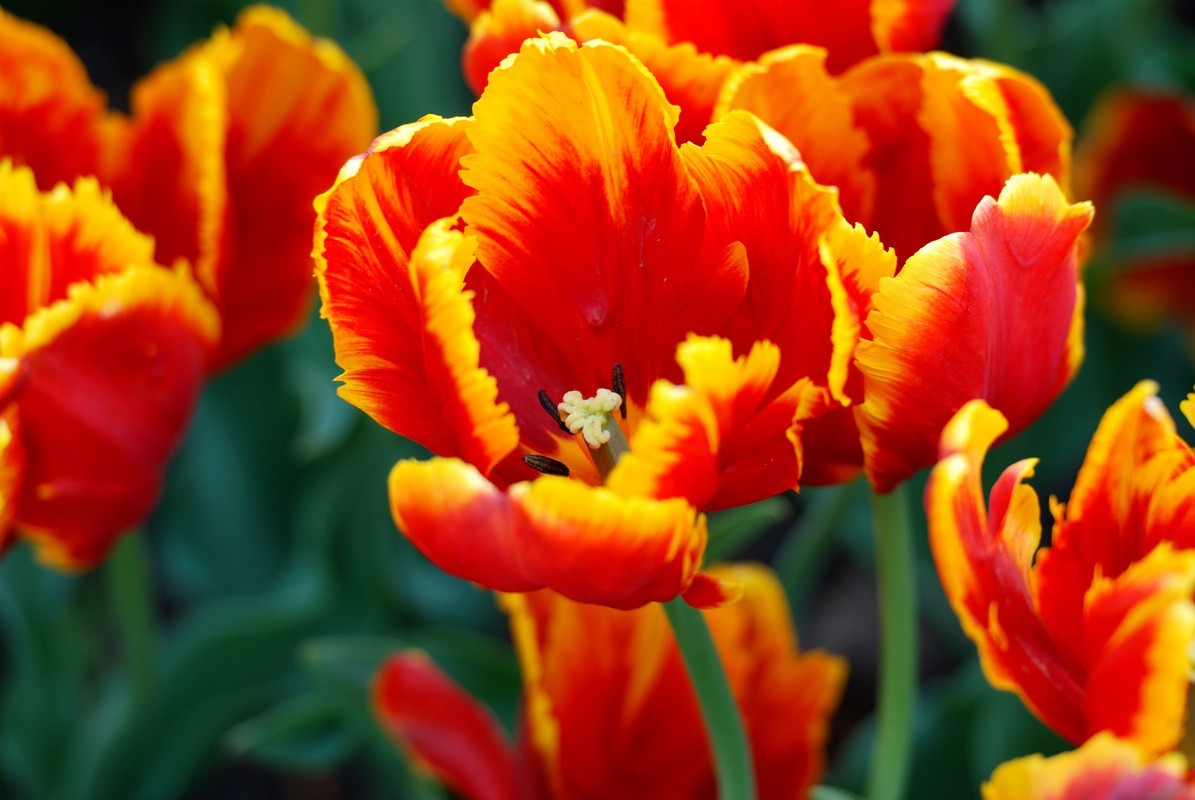 香山植物园看花