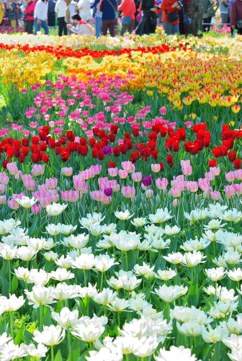 香山植物园看花