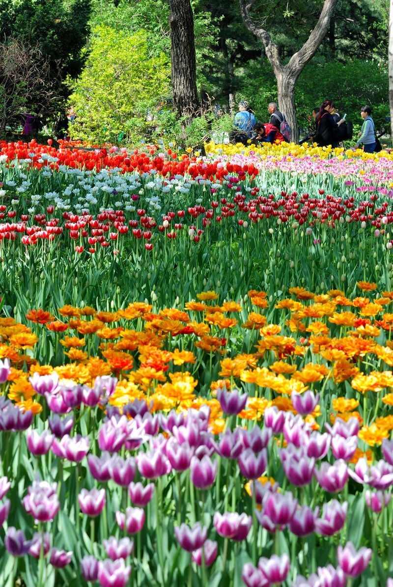 香山植物园看花